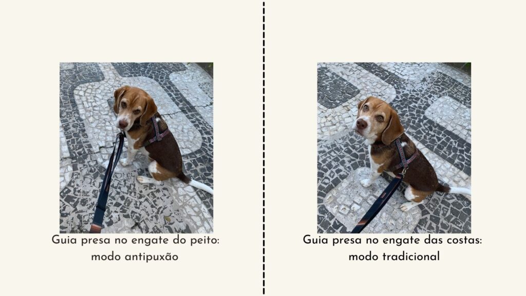 Cachorro beagle usando um peitoral educativo da marca DogU.